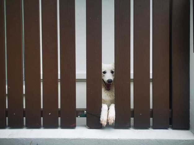 Choosing and Fitting XL Dog Doors for Giant Breeds